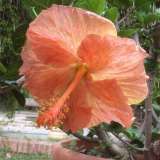 Un ibisco in piena fioritura